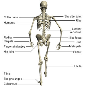Pictures - The Skeletal System